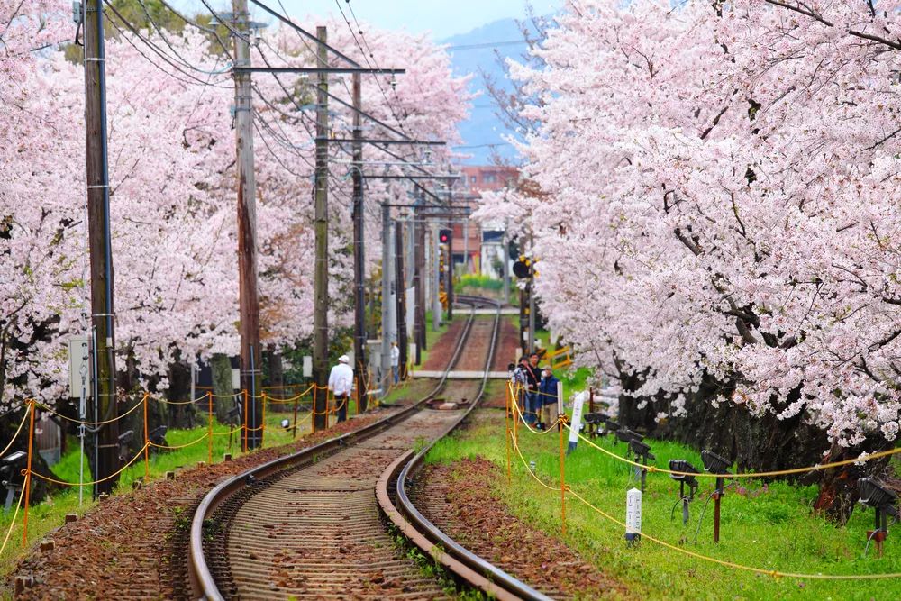 2019沖繩賞櫻攻略 | 1月，遇見全日本最早盛開的櫻花～ 旅行 第21張