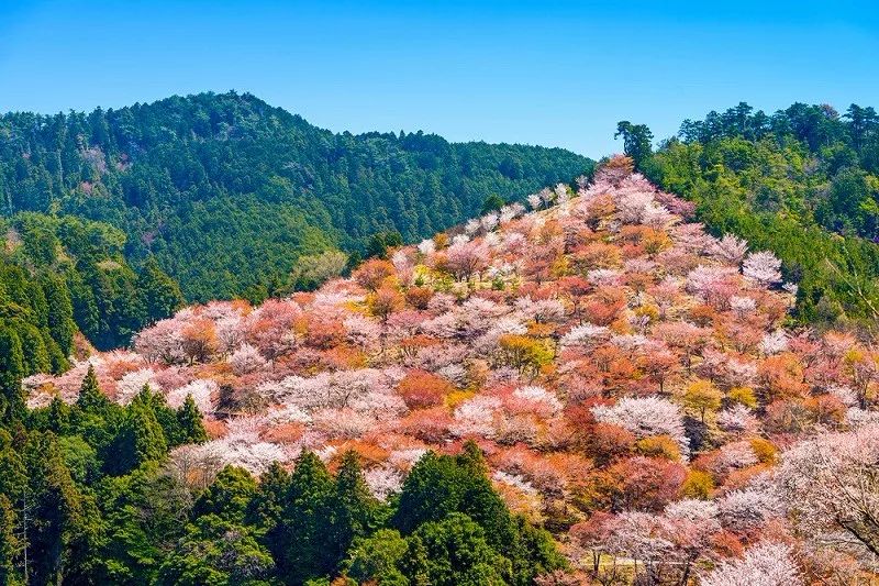 2019最強拼假攻略出爐，去日本就要這麼玩～ 旅行 第19張