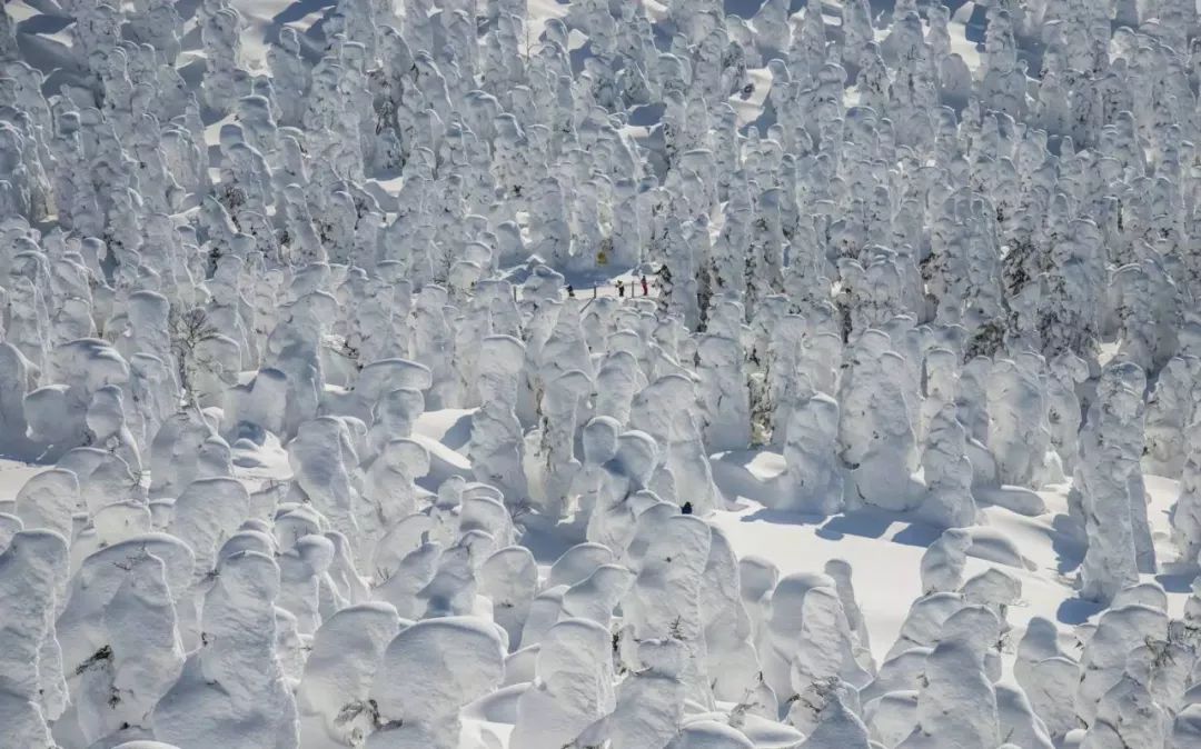 深度丨日本冬天才能看到的「樹冰奇觀」，就在這兩個地方！ 未分類 第6張