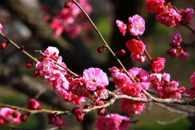 去日本這九個絕景勝地，賞花、節慶、雪景一次到齊！ 旅遊 第14張