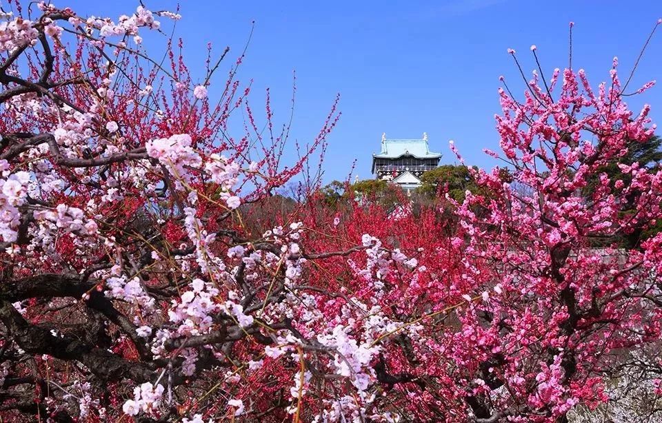 去日本這九個絕景勝地，賞花、節慶、雪景一次到齊！ 旅遊 第12張