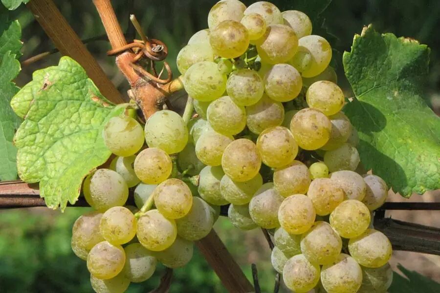 高级课堂:详解意大利皮埃蒙特产区葡萄酒