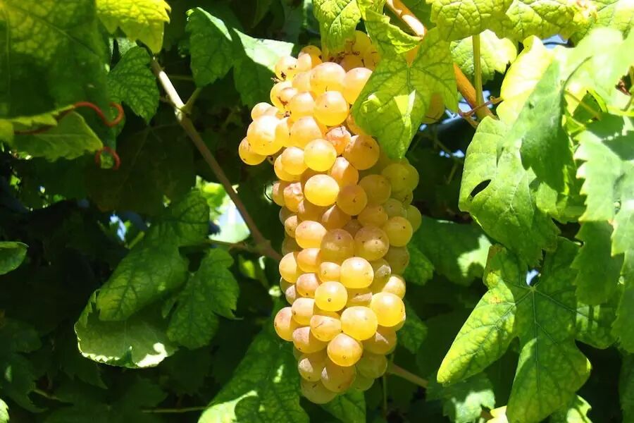 高级课堂:详解意大利皮埃蒙特产区葡萄酒