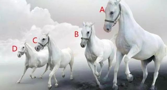 心理測試：你最想騎哪一匹馬去旅行，測你性格弱點 旅行 第1張