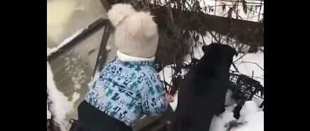 小朋友帮自家汪和围栏外的狗狗吵架，萌化了…