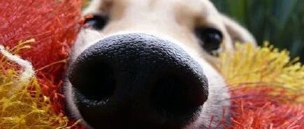 哇！第一次认认真真观看狗狗的鼻子…