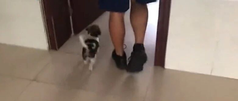 “赖”上蓝朋友还混上“编制”，这只小狗真机灵