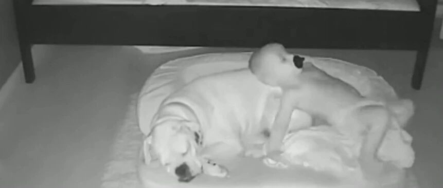 怎么这么可爱！两岁小宝宝抱着被子和狗狗睡觉…