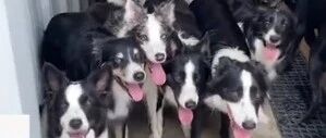 一大群牧羊犬被农场主点名，竟然令行禁止…