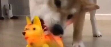 遛狗时路过地摊，狗狗竟然不走了，非要买玩具…