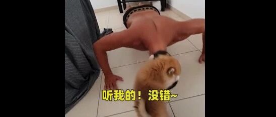 狗狗监督铲屎官做俯卧撑，不做完不让停下…