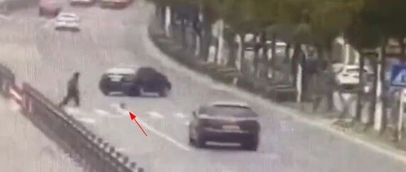 泰迪未拴绳过马路被撞死，大妈：狗子走的是斑马线…