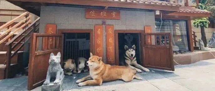 民宿风豪华狗宅，看着太舒适啦！~