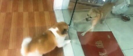 “吵最凶的架，做最怂的狗！”隔着玻璃门吵架的汪，在门开后…