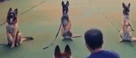 网红狗狗生日当天重回警犬基地，各项考核标准…