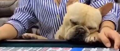 2岁法斗陪姥姥打麻将时睡着，堪称“睡神”…