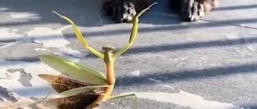 遇到螳螂耍螳螂拳，狗狗竟然一脸无动于衷…