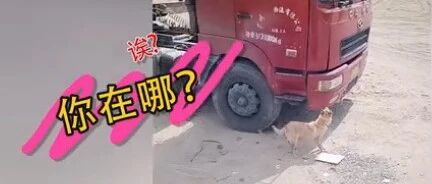 主人换车后忘记告诉狗，狗子趴在原来的车底等了一天…