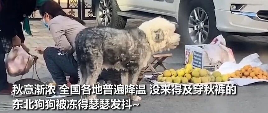 大东北天太冷，狗子在街头被懂得瑟瑟发抖…