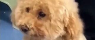 怕打针的狗子一见到白大褂就哆嗦，可能是有心理阴影了…