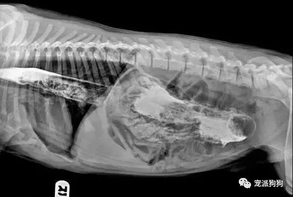 家裡丟了一把水果刀，將狗狗送進醫院拍x光顯示..... 寵物 第2張