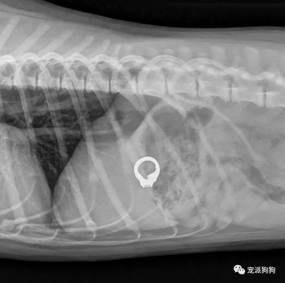 家裡丟了一把水果刀，將狗狗送進醫院拍x光顯示..... 寵物 第4張