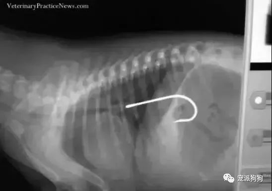 家裡丟了一把水果刀，將狗狗送進醫院拍x光顯示..... 寵物 第10張
