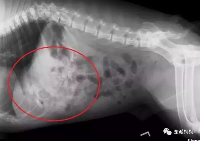 家裡丟了一把水果刀，將狗狗送進醫院拍x光顯示..... 寵物 第7張