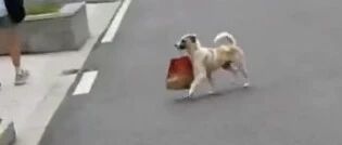 流浪狗从花坛上偷拿外卖，全程动作行云流水…