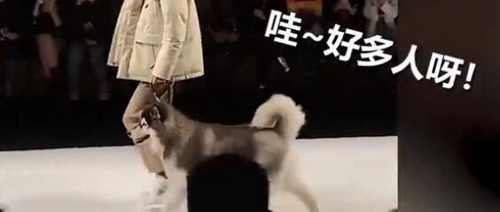 紧张了！狗狗T台走秀突然停步，一记“摸摸头”化解…