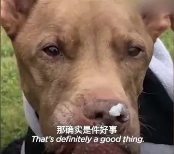 比特犬遭虐待掉12顆牙齒，被救後竟成為…… 寵物 第8張