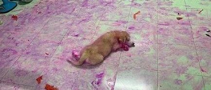 狗狗这样吃红心火龙果，气爆铲屎官笑趴网友…