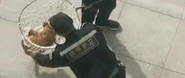 一大早就积极蹭课的狗子，被保安用网兜请走