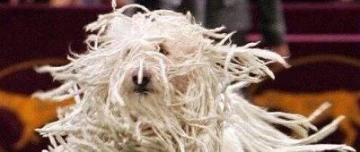 嚯！潦草版狗子驾到！网友：有点不忍直视…