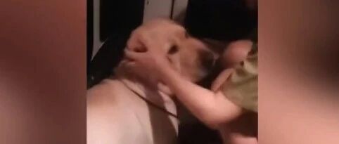 女子带狗雨中叫车：“师傅货拉拉拉拉布拉多吗？”