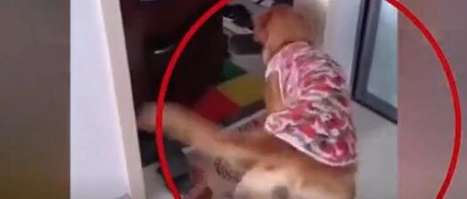 狗狗等小主人回家！小主人离家越近，狗狗摇尾巴越欢…