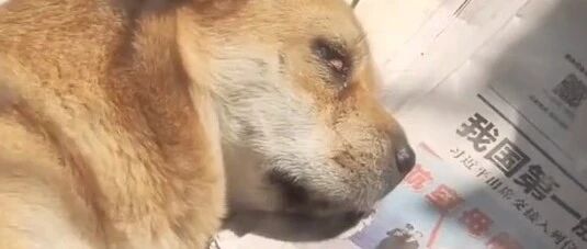 相依为命的主人去世，狗狗躺在纸堆里哭红了眼睛…