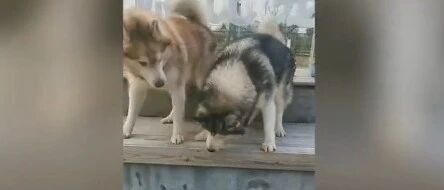 狗狗反复示范，教视障同伴下台阶，太有爱了！