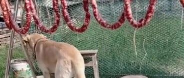 狗狗认真帮主人看守香肠，连虫子也不让靠近…