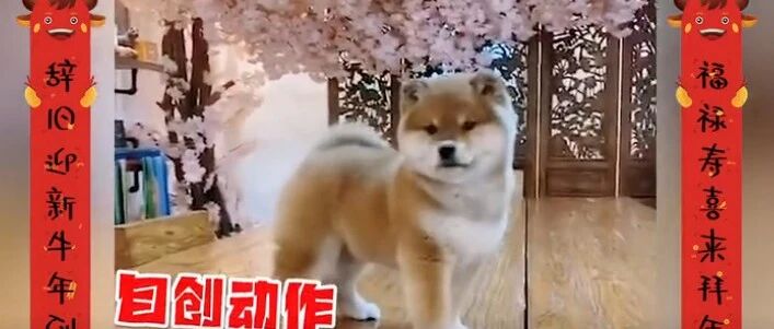 新年到！小柴犬为大家表演一段自创“舞狮”…