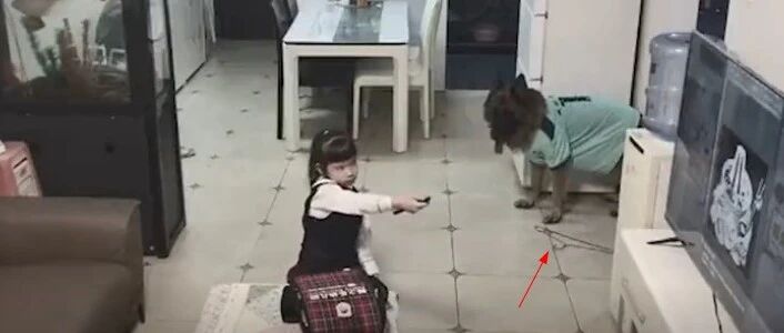 小主人看电视不写作业，狗狗拿衣架“威胁”…