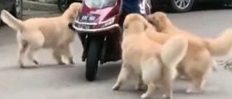 铲屎官骑电动车出门，四只金毛来抢座上车…