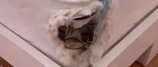 狗子又闯祸了！二哈拆家，把奶奶气进了医院…