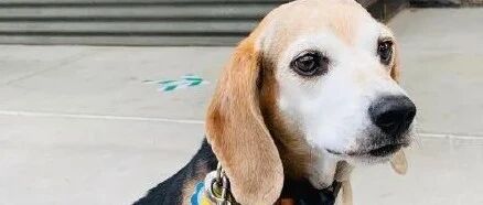 胖成球的狗子被遗弃，遇到新主人后成功减肥…