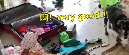 狗狗拆家一片狼藉，主人回来一看气得飚英语…