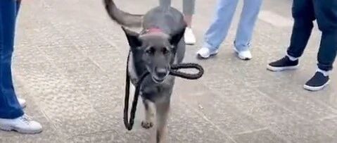 此生只忠于一人！狗狗不让小姐姐碰它的牵引绳，它的绳子只交给主人…