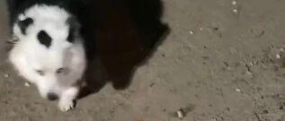 夜灯下，狗子嘴里含着只蝉，就像含住了夏天