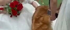 婚礼上，狗狗趴新娘婚纱上不走，摄影师都震惊了…