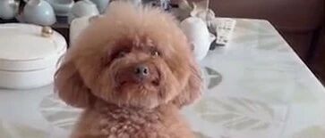 狗子因偷吃被罚站，竟然一脸可怜地点头“认错”…