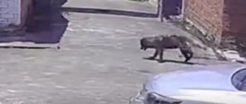 怕主人伤心，年老狗狗想离家独自面对死亡，最终却倒在了家门口…